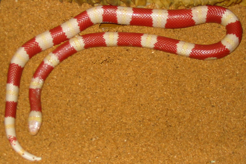 Nelsons Milchnatter (Lampropeltis triangulum nelsoni), typisches Aussehen der Art