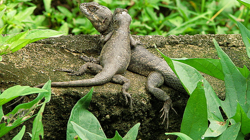 Nordbrasilianischer Kielschwanzleguan (Tropidurus hispidus), typisches Aussehen der Art