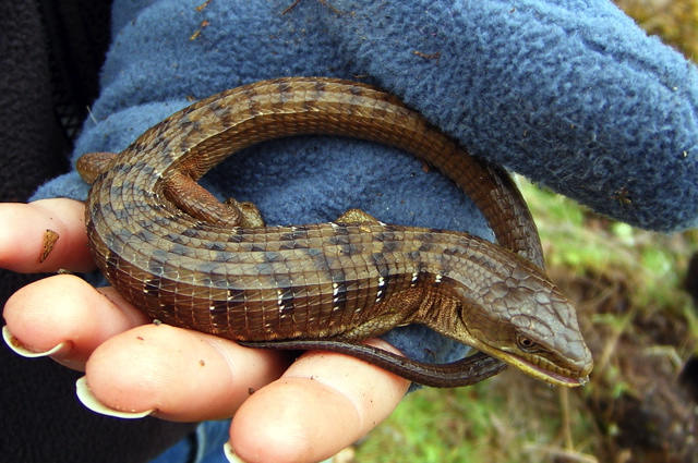 Nördliche Alligatorschleiche (Elgaria coerulea), typisches Aussehen der Art