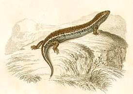 Ocellated Skink (Chalcides ocellatus), typisches Aussehen der Art