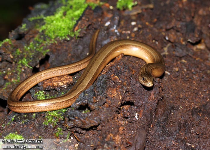 Östliche Blindschleiche (Anguis colchica), typisches Aussehen der Art