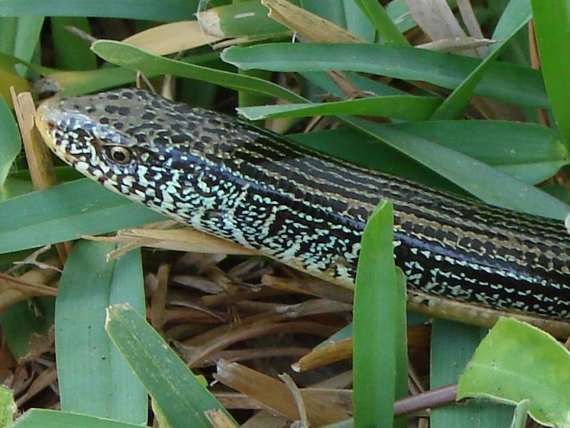 Östliche Glasschlange (Ophisaurus ventralis), typisches Aussehen der Art