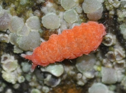 Oranger Springschwanz (Bilobella braunerae), typisches Aussehen der Art