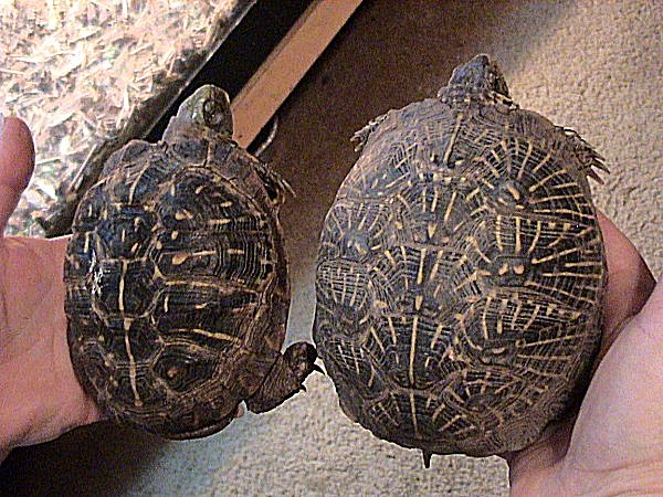 Ornate Box Turtle (Terrapene ornata), typisches Aussehen der Art