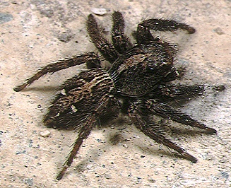 Pantropische Springspinne (Plexippus paykulli), typisches Aussehen der Art