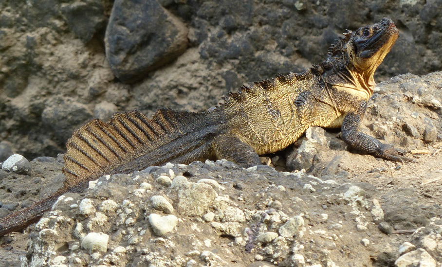 Papuanische Segelechse (Hydrosaurus microlophus), typisches Aussehen der Art