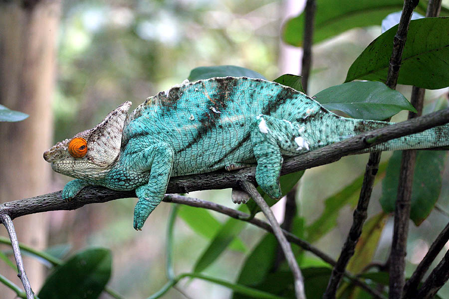 Parsons Chamäleon (Calumma parsonii), typisches Aussehen der Art