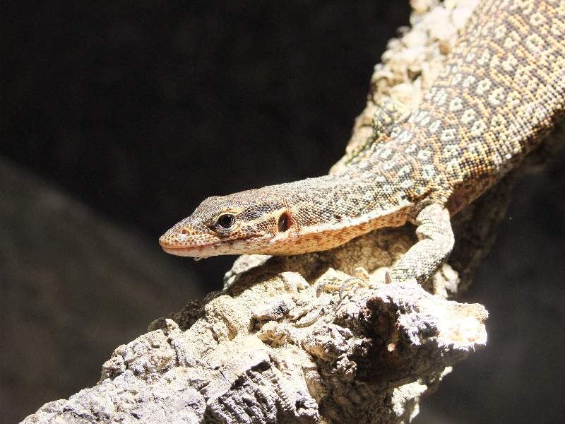 Peacock Baumwaran (Varanus auffenbergi), typisches Aussehen der Art