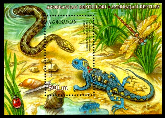 Persische Krötenkopfagame (Phrynocephalus persicus), typisches Aussehen der Art