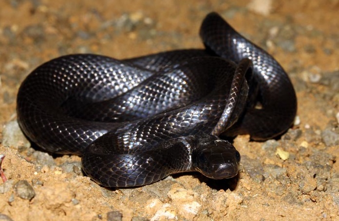 Persische Ratternatter (Zamenis persicus), typisches Aussehen der Art