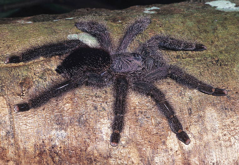 Peru-Rosazeh-Vogelspinne (Avicularia juruensis), typisches Aussehen der Art
