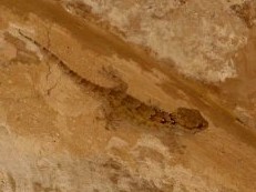Petries Dünnfingergecko (Stenodactylus petrii), typisches Aussehen der Art