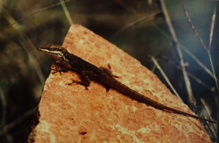 Ponce-Anolis (Anolis poncensis), typisches Aussehen der Art