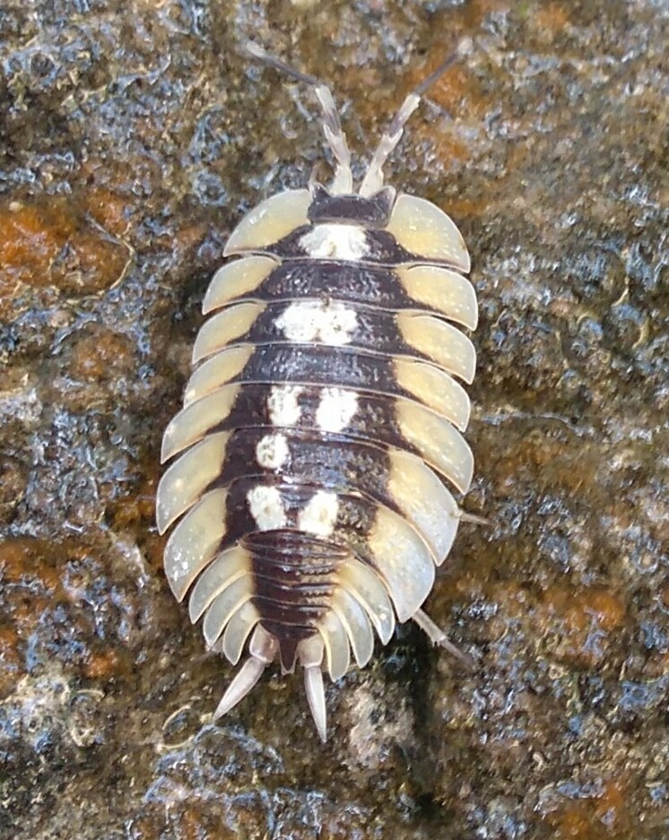 Porcellio-Expansus-Assel (Porcellio expansus), typisches Aussehen der Art