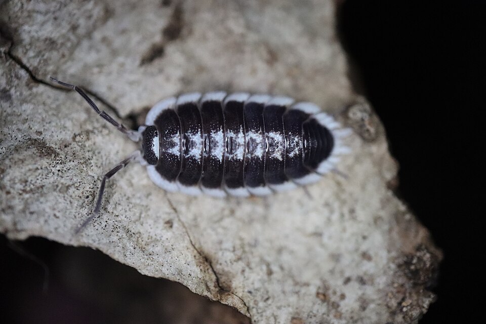 Porcellio-Flavomarginatus-Assel (Porcellio flavomarginatus), typisches Aussehen der Art