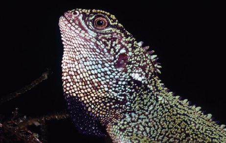 Prächtiger Holzleguan (Enyalioides praestabilis), typisches Aussehen der Art