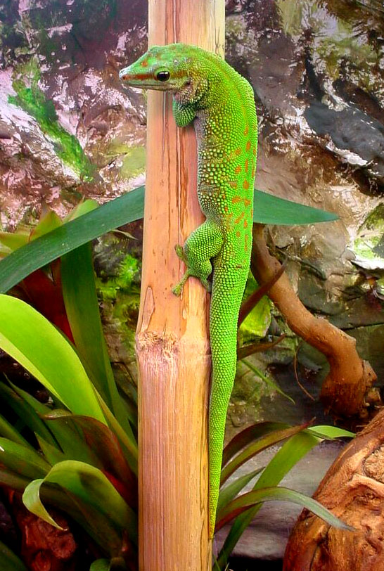 Prachttaggecko (Phelsuma madagascariensis), typisches Aussehen der Art