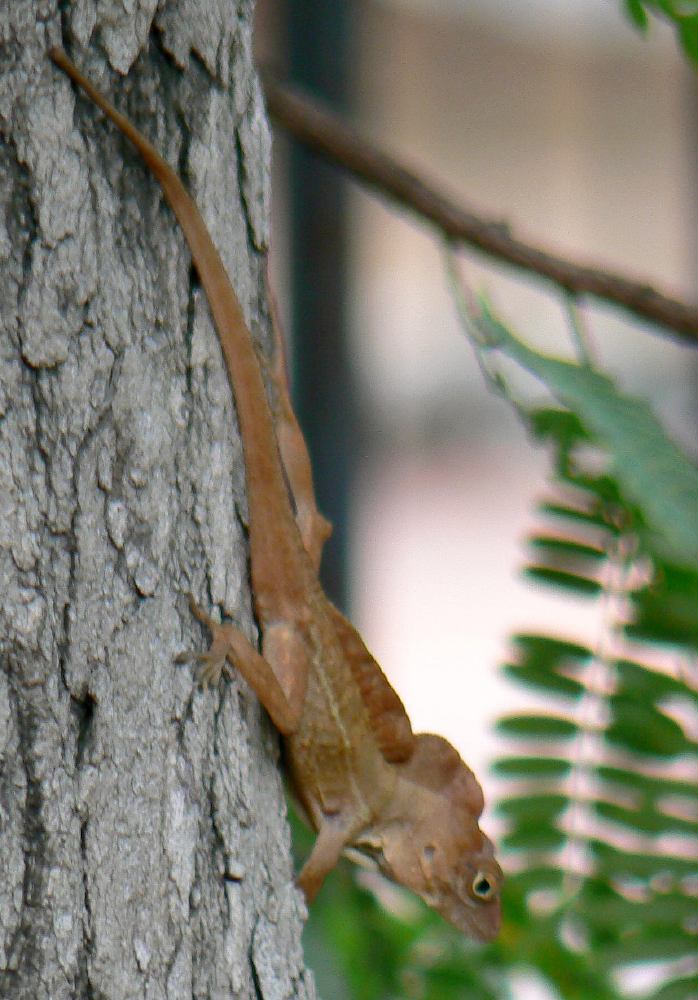 Puerto-Rico-Anolis (Anolis cristatellus), typisches Aussehen der Art