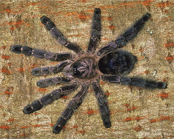 Purpur-Baumvogelspinne (Avicularia purpurea), typisches Aussehen der Art