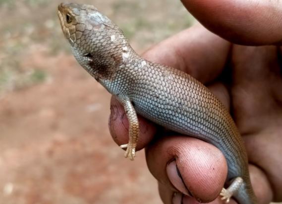 Pygmäen-Blauzungenskink (Tiliqua adelaidensis), typisches Aussehen der Art
