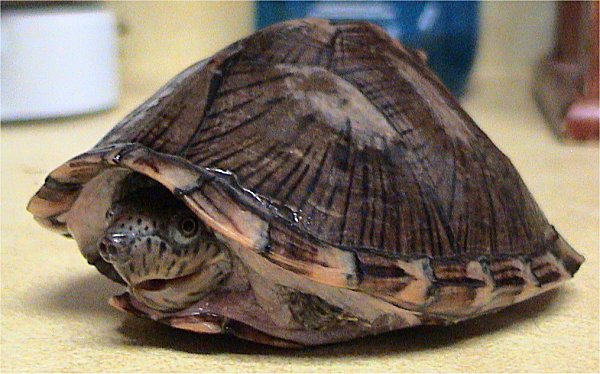 Razorback Musk (Sternotherus carinatus), typisches Aussehen der Art