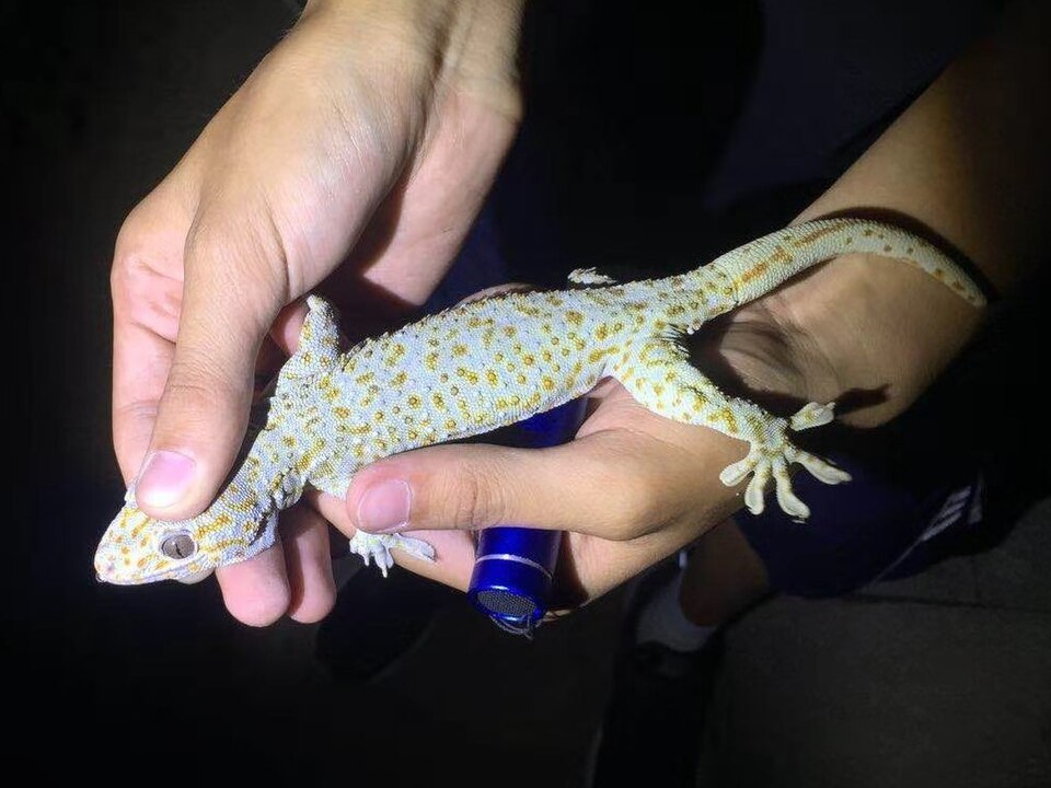 Reeves Gecko (Gekko reevesii), typisches Aussehen der Art