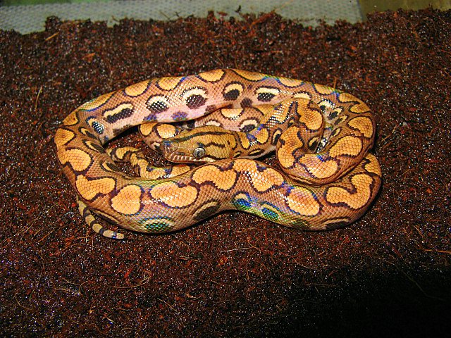 Regenbogenboa (Epicrates cenchria cenchria), typisches Aussehen der Art