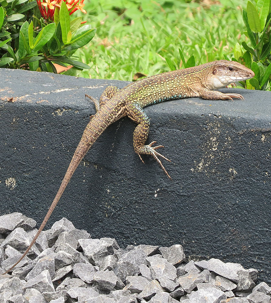 Riesenameive (Ameiva ameiva), typisches Aussehen der Art