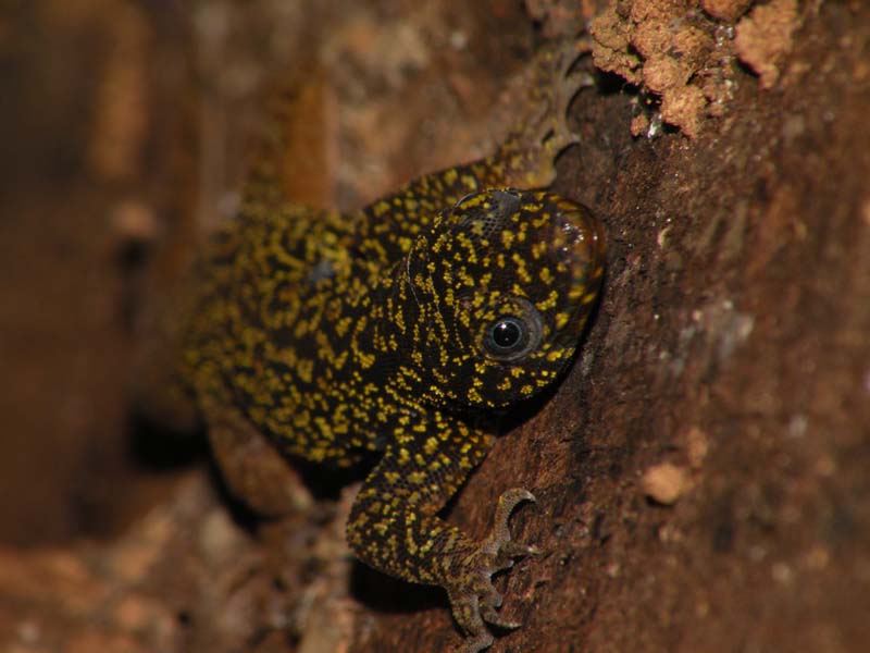 Ringel-Zwerggecko (Gonatodes annularis), typisches Aussehen der Art
