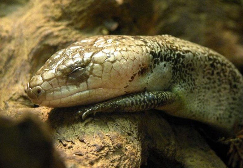 Rosazungenskink (Hemisphaeriodon gerrardii), typisches Aussehen der Art