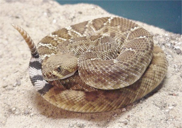Rote Diamant-Klapperschlange (Crotalus ruber), typisches Aussehen der Art