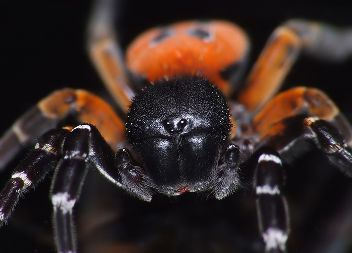 Rote Röhrenspinne (Eresus kollari), typisches Aussehen der Art