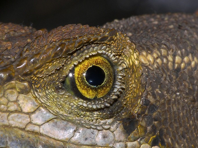 Roter Kamm-Basilisk (Basiliscus galeritus), typisches Aussehen der Art