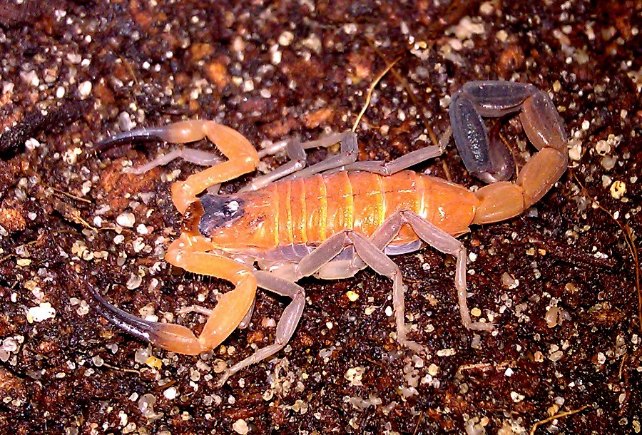 Rotscheren-Rindenskorpion (Rhopalurus junceus), typisches Aussehen der Art