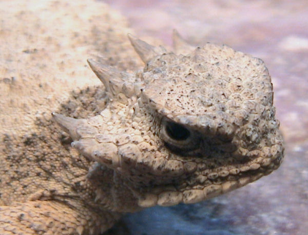 Rundschwanz-Krötenechse (Phrynosoma modestum), typisches Aussehen der Art