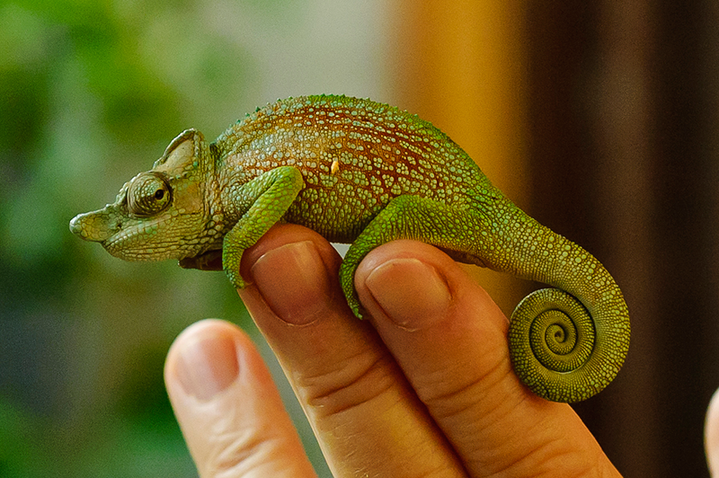 Ruwenzori-Chamäleon (Kinyongia xenorhina), typisches Aussehen der Art
