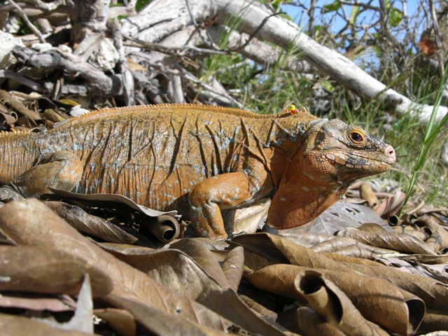 San-Salvador-Leguan (Cyclura rileyi), typisches Aussehen der Art