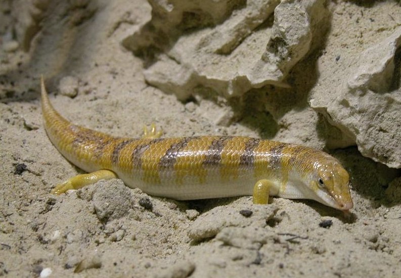 Sandfisch (Scincus scincus), typisches Aussehen der Art