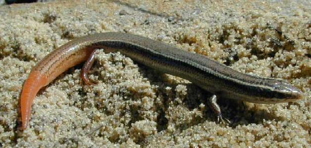 Sandskink (Plestiodon egregius), typisches Aussehen der Art