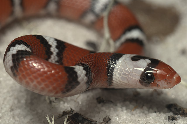 Scharlachnatter (Cemophora coccinea), typisches Aussehen der Art