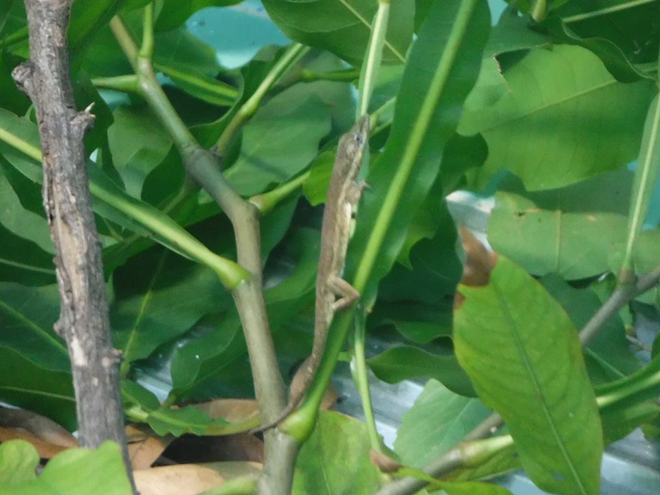 Schmalkopf-Anolis (Anolis angusticeps), typisches Aussehen der Art