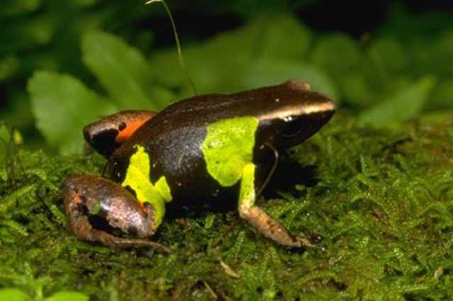 Schöne Mantella (Mantella pulchra), typisches Aussehen der Art