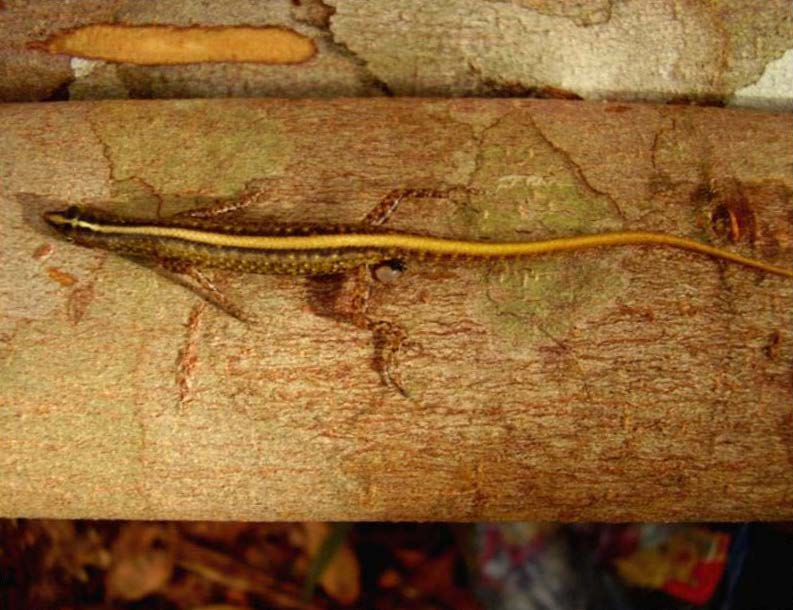 Schöner Zwergskink (Lipinia pulchella), typisches Aussehen der Art