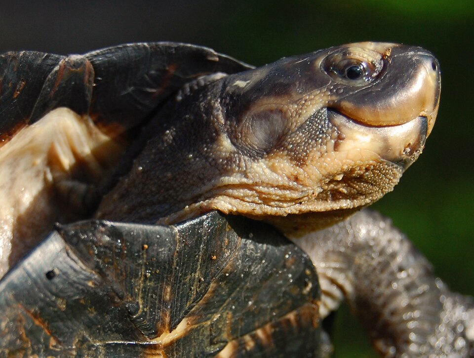 Schwarze Sumpfschildkröte (Siebenrockiella crassicollis), typisches Aussehen der Art