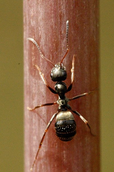 Schwarze Wegameise (Lasius niger), typisches Aussehen der Art