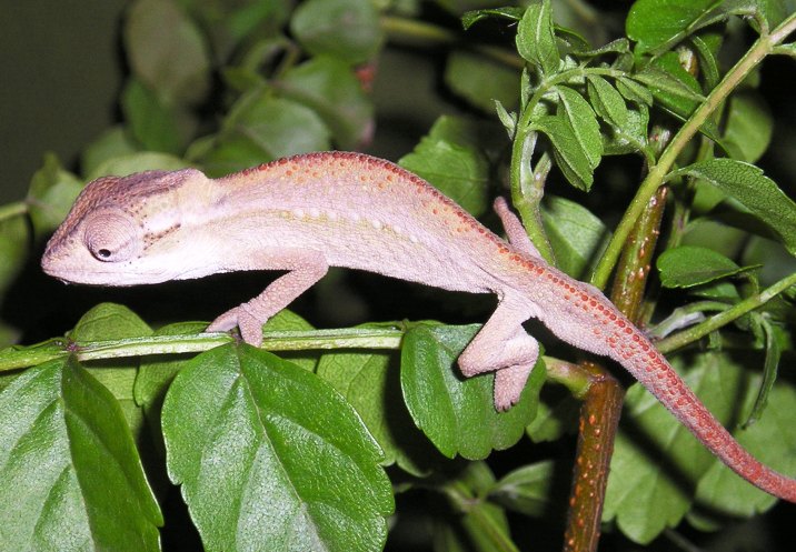 Schwarzkopf-Zwergchamäleon (Bradypodion melanocephalum), typisches Aussehen der Art