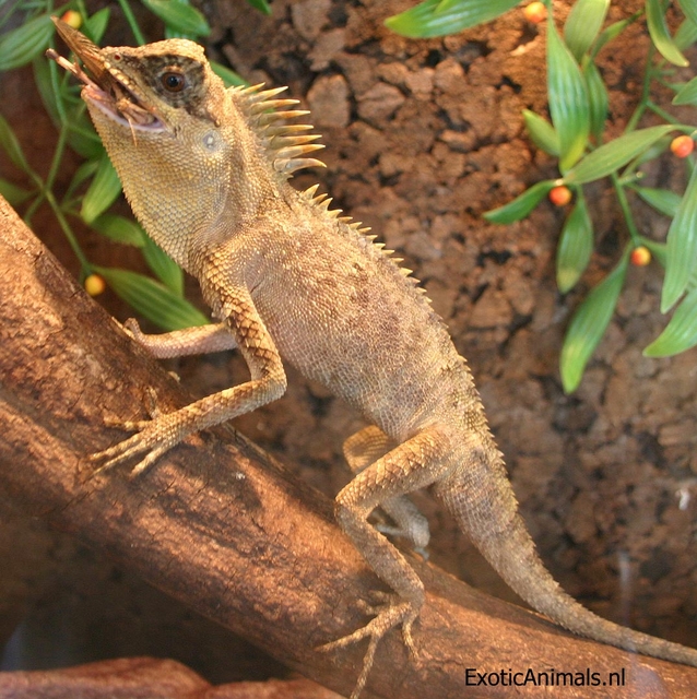 Schwarznacken-Nackenstachler (Acanthosaura armata), typisches Aussehen der Art