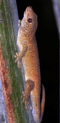 Seychellen-Bronzegecko (Ailuronyx seychellensis), typisches Aussehen der Art