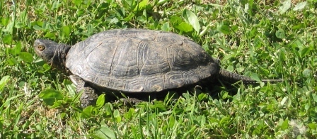 Sizilianische Sumpfschildkröte (Emys trinacris), typisches Aussehen der Art