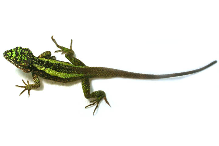 Smaragd-Bergagame (Diploderma splendidum), typisches Aussehen der Art